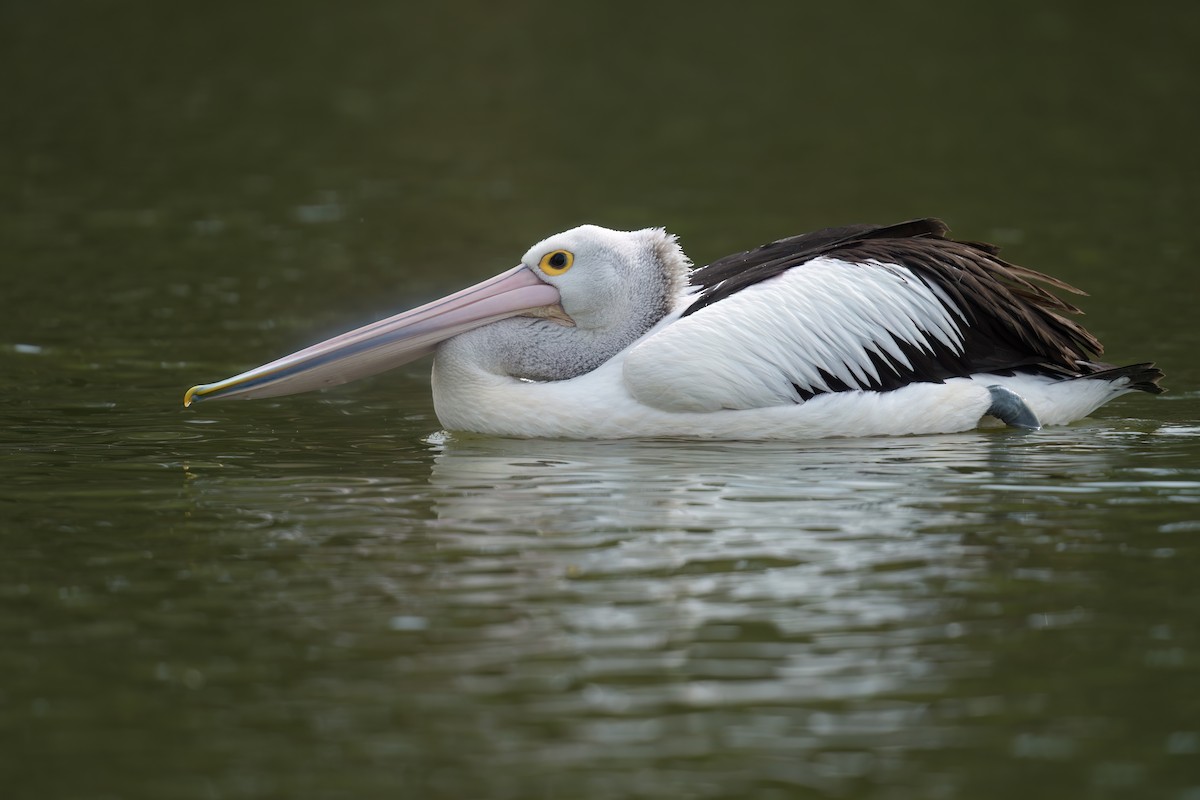 Pelícano Australiano - ML646676729