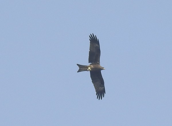 Чёрный коршун - ML646676731