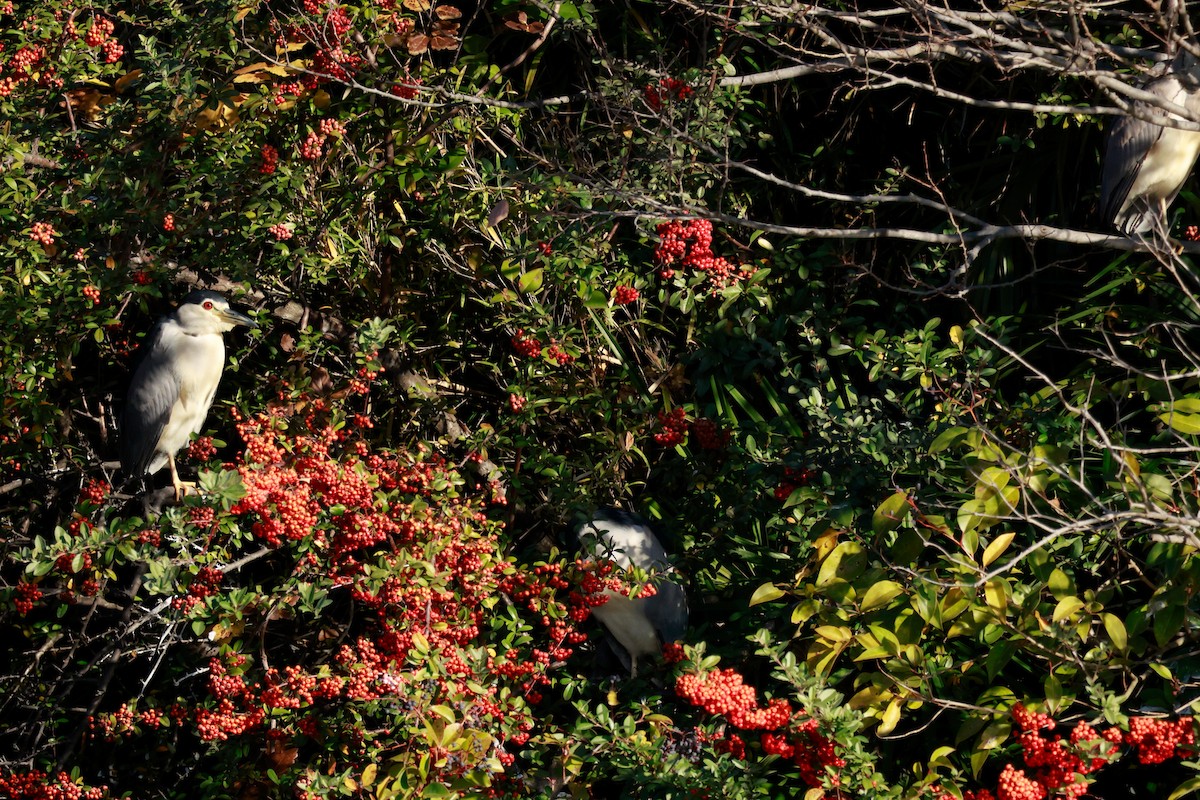 ゴイサギ - ML646676733