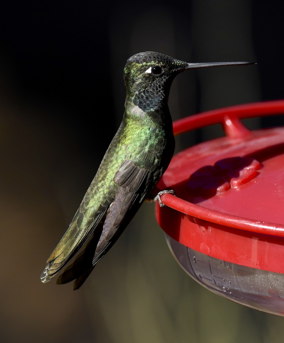Rivoli's Hummingbird - ML646676737