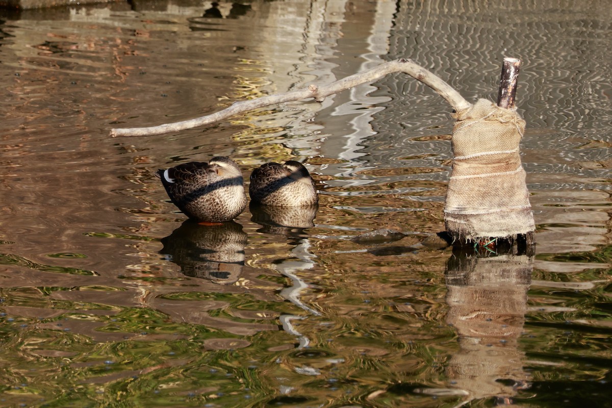 カルガモ - ML646676738