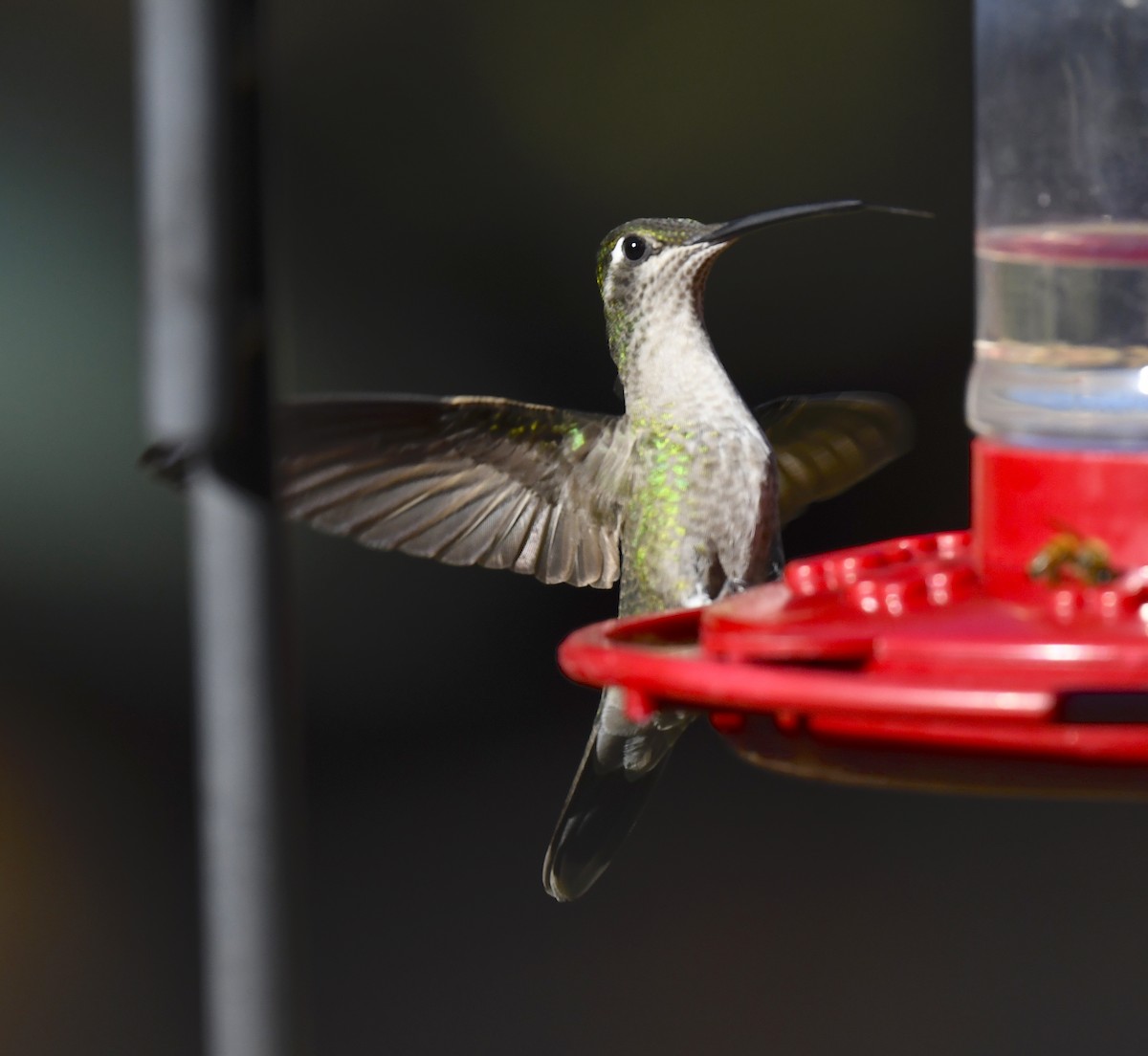 Rivoli's Hummingbird - ML646676739