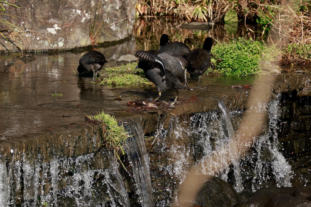 オオバン - ML646676741