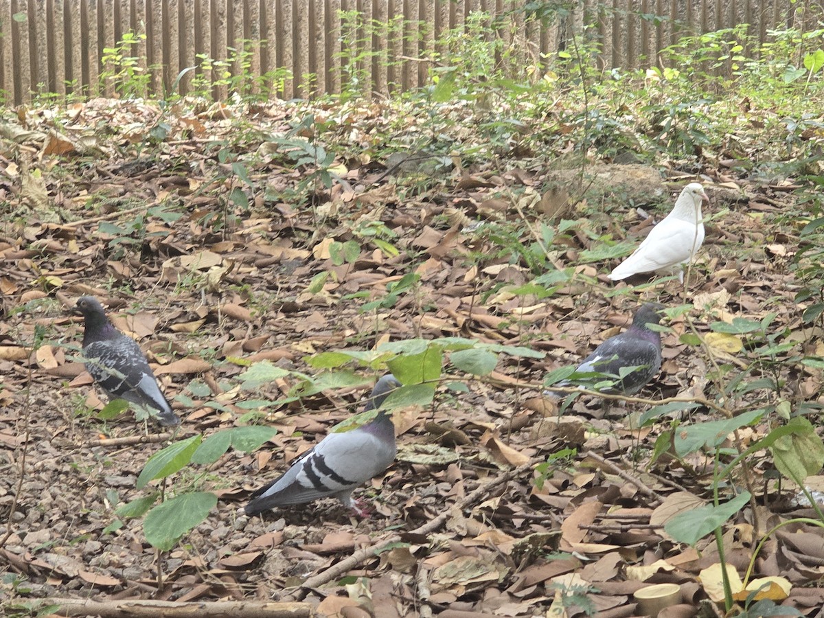 Kaya Güvercini (evcil tip) - ML646676742