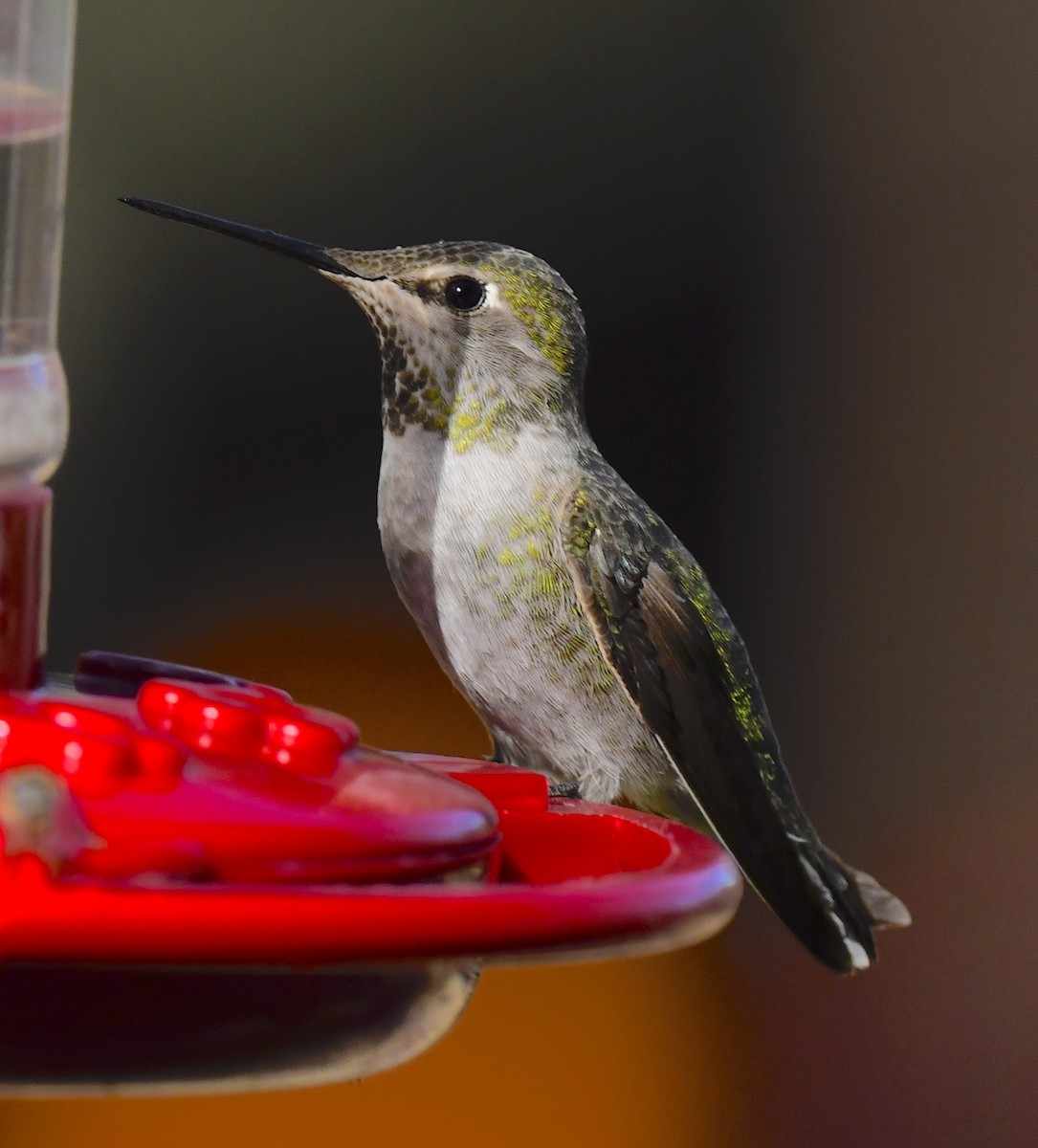 アンナハチドリ - ML646676743