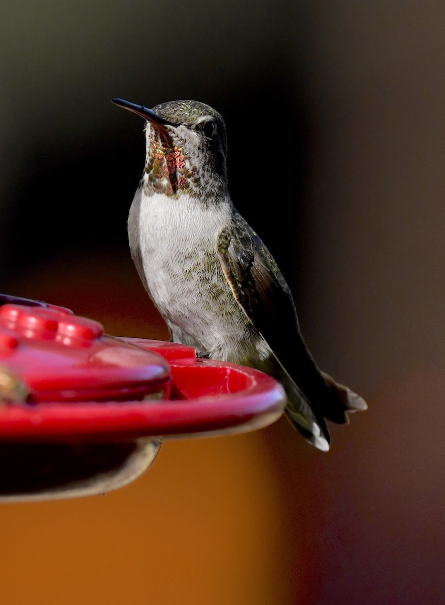 アンナハチドリ - ML646676744