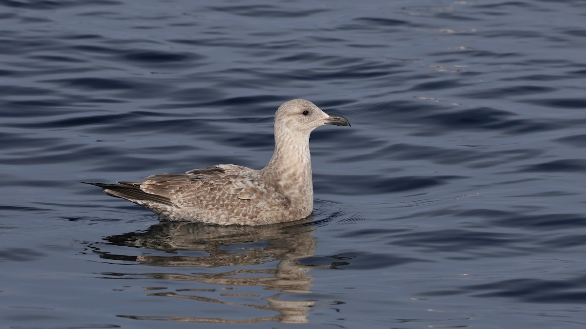 アイスランドカモメ（亜種 カナダカモメ） - ML646676745