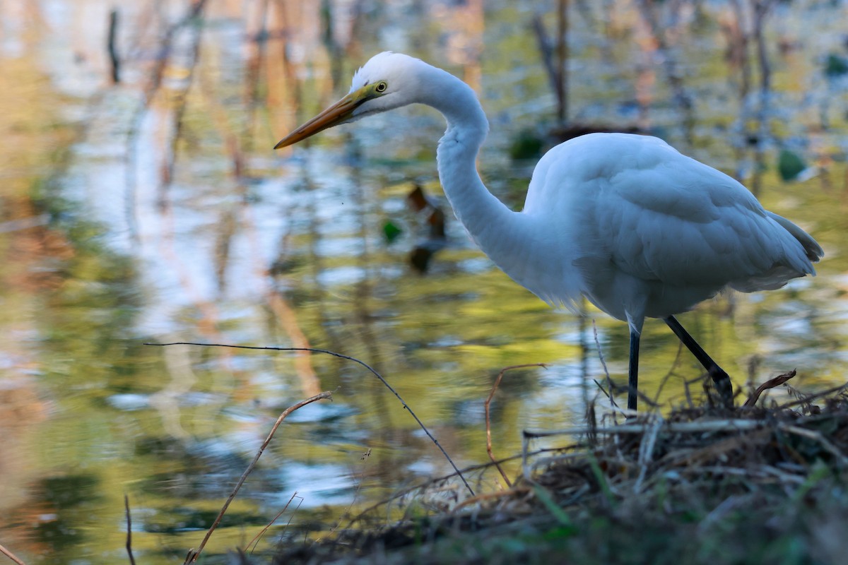 ダイサギ - ML646676746