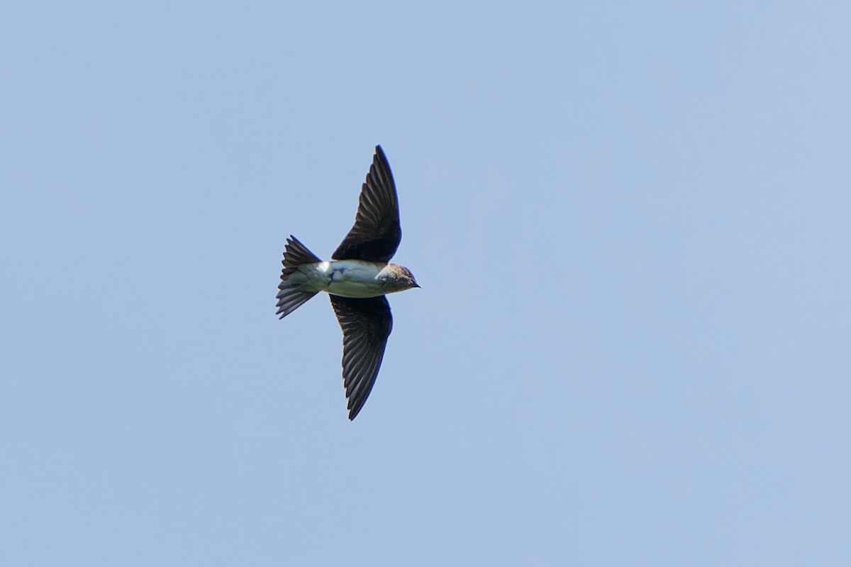 ハイムネムラサキツバメ - ML646676747