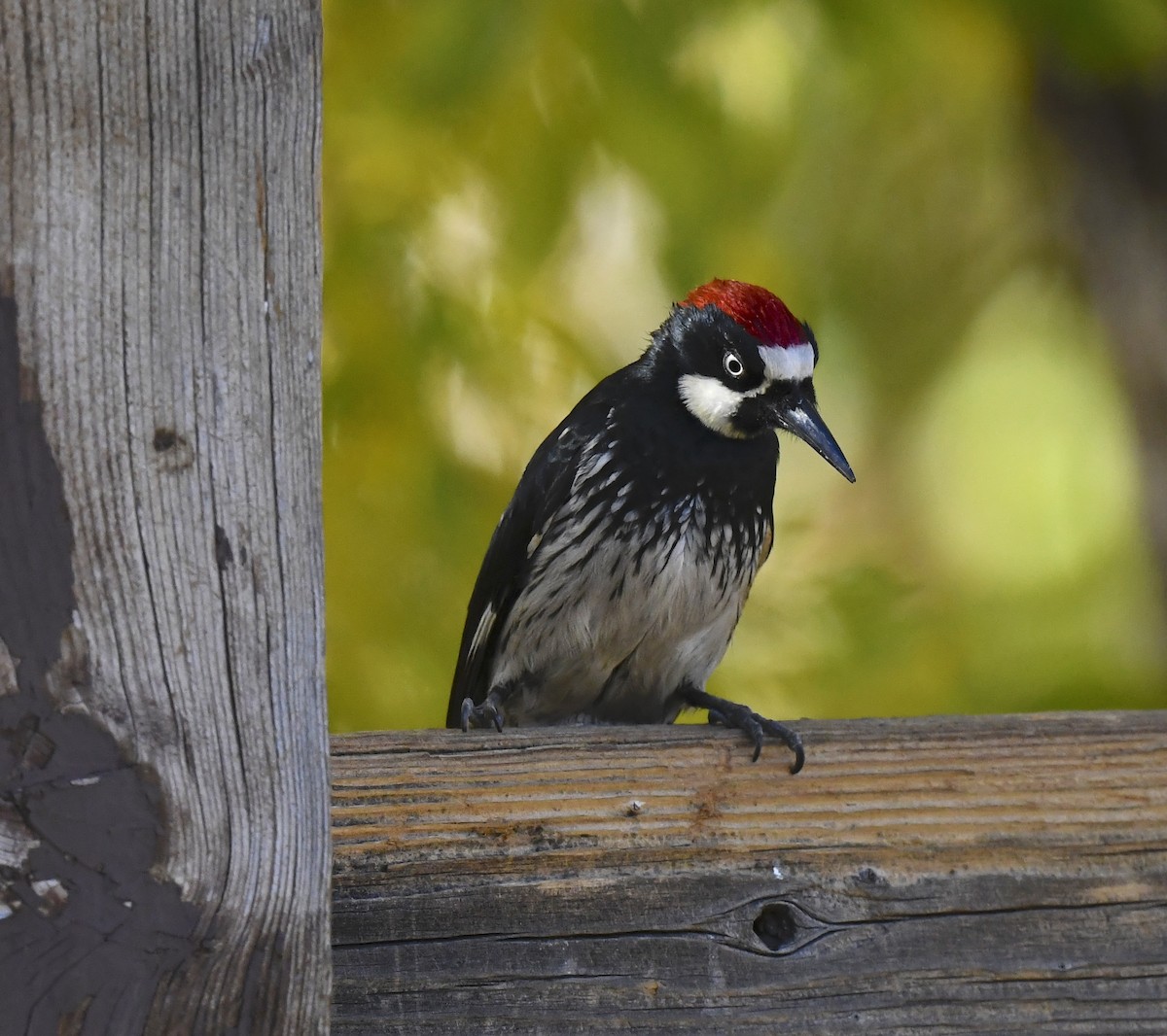 ドングリキツツキ - ML646676748