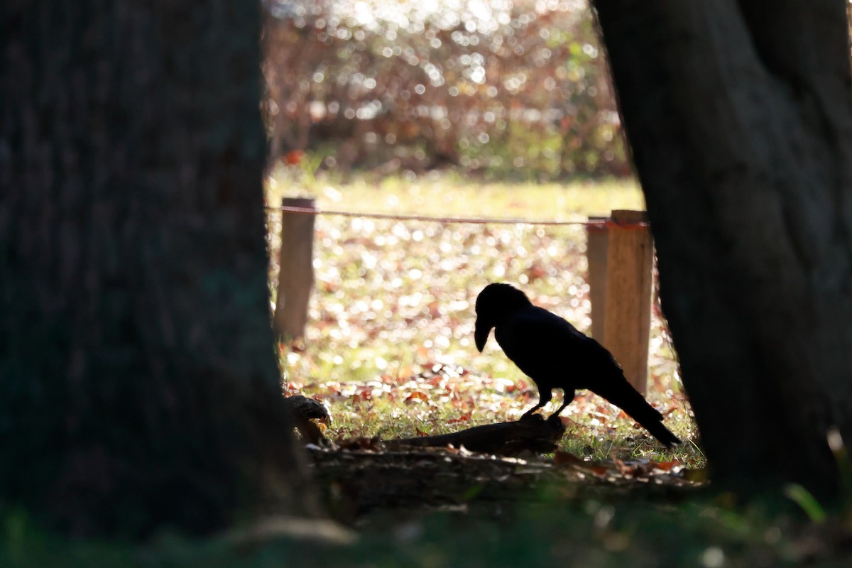 ハシブトガラス - ML646676749