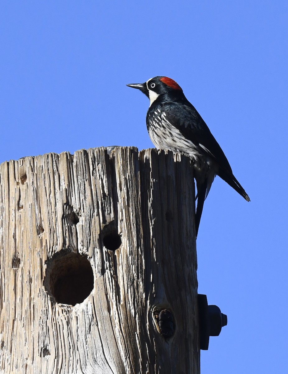 ドングリキツツキ - ML646676750