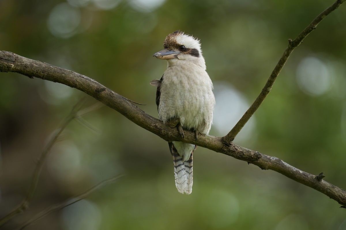 ワライカワセミ - ML646676752