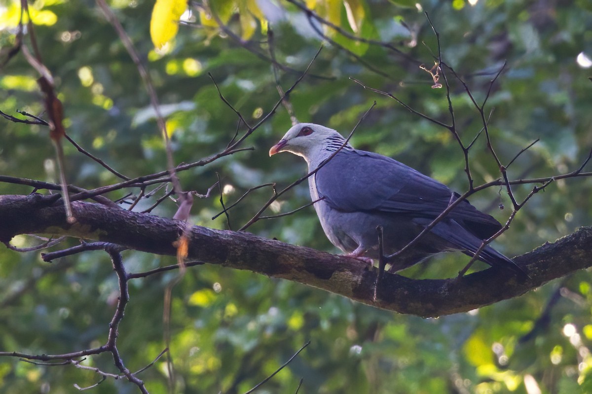 アンダマンモリバト - ML646676753