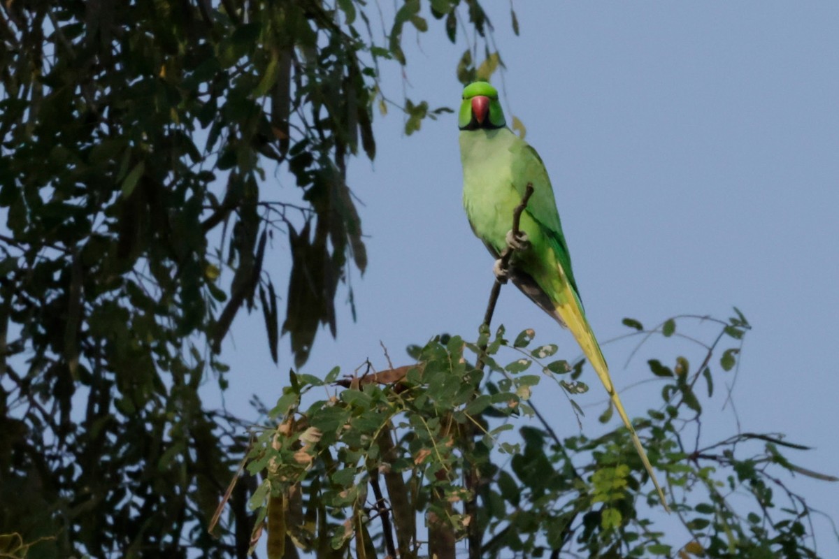 ホンセイインコ - ML646676755