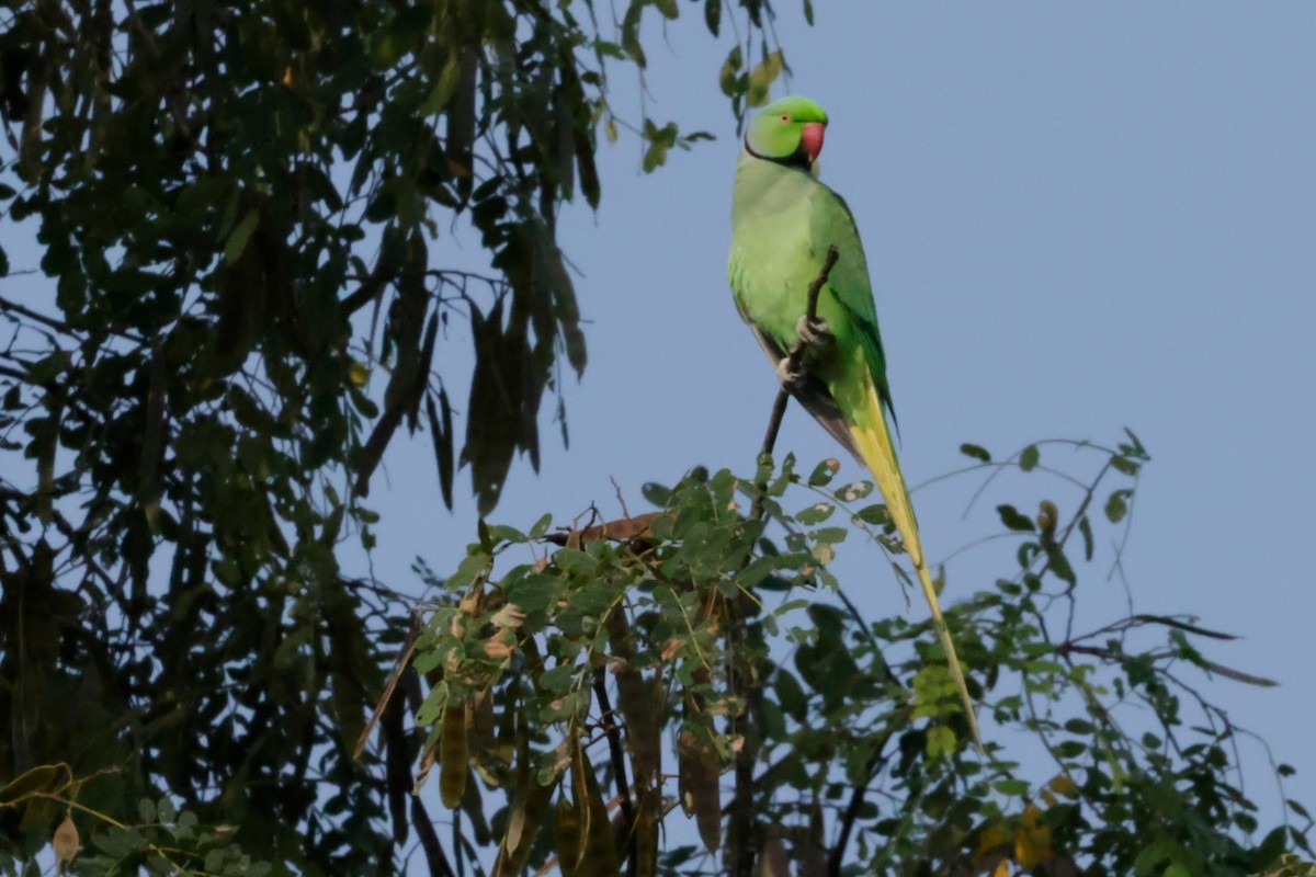 ホンセイインコ - ML646676756