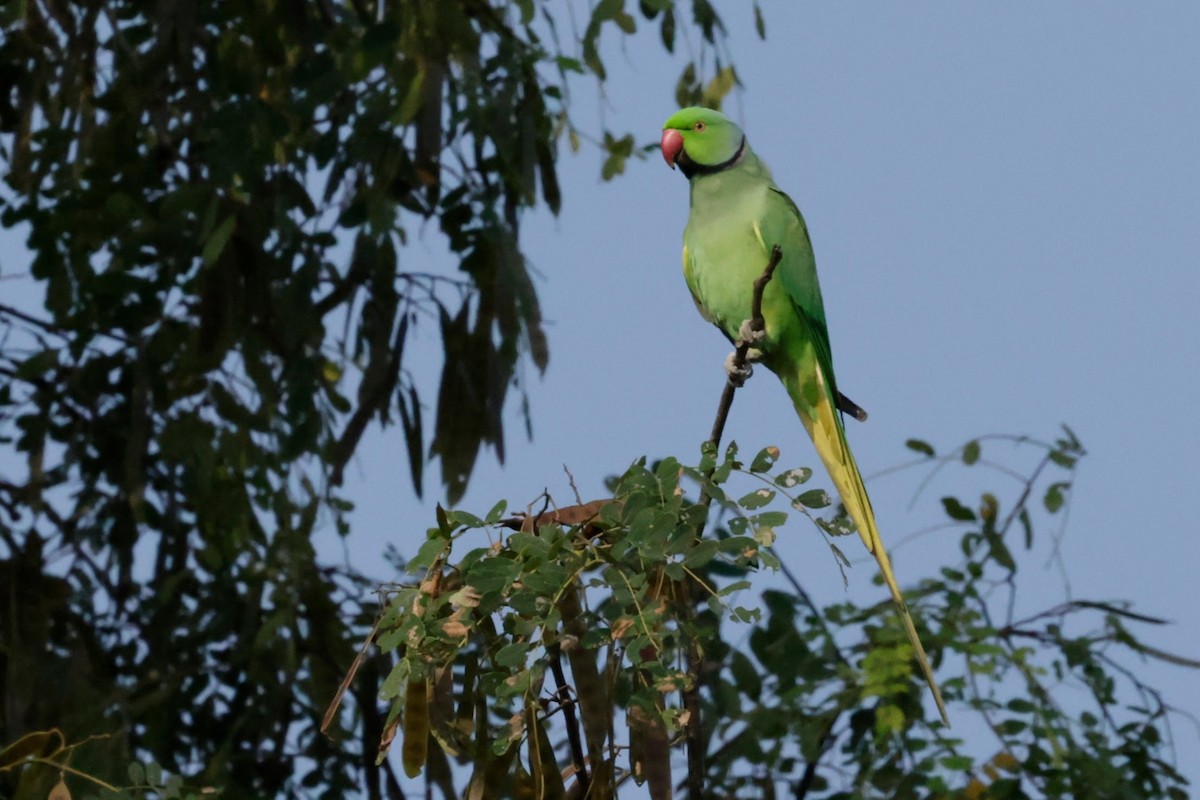 ホンセイインコ - ML646676757