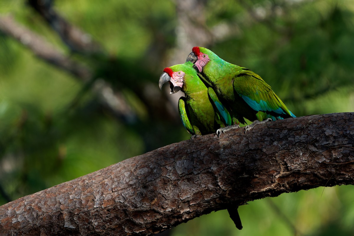 ミドリコンゴウインコ - ML646676758
