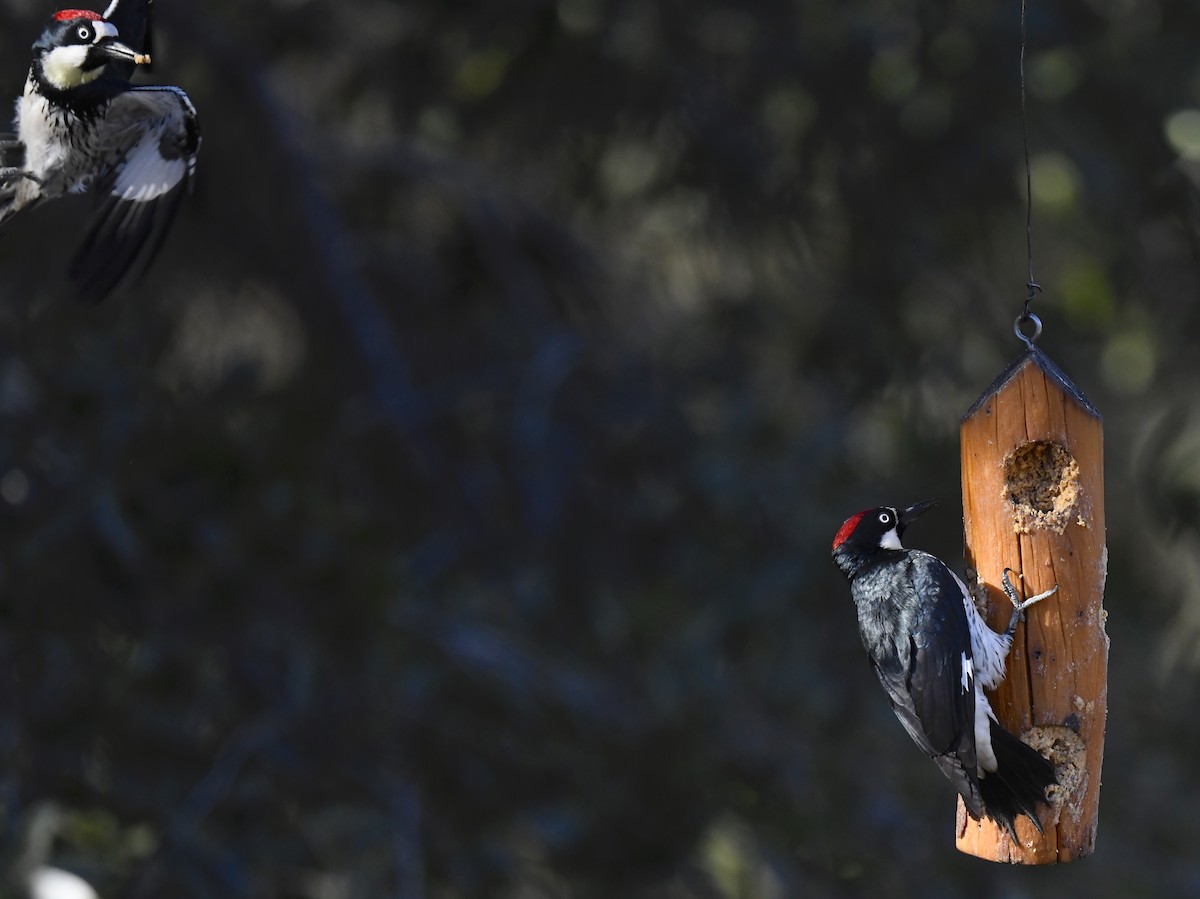 ドングリキツツキ - ML646676764