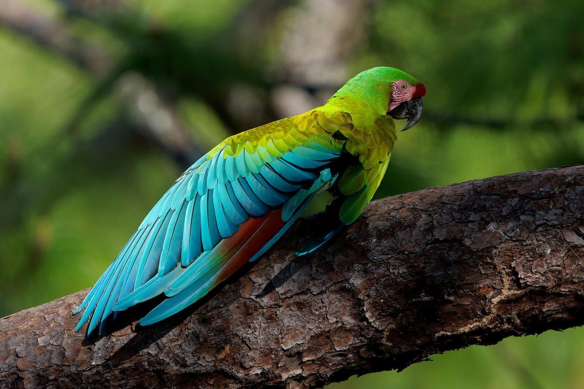 ミドリコンゴウインコ - ML646676765