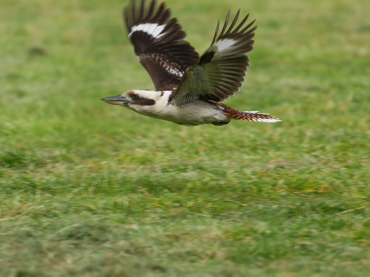 ワライカワセミ - ML646676767