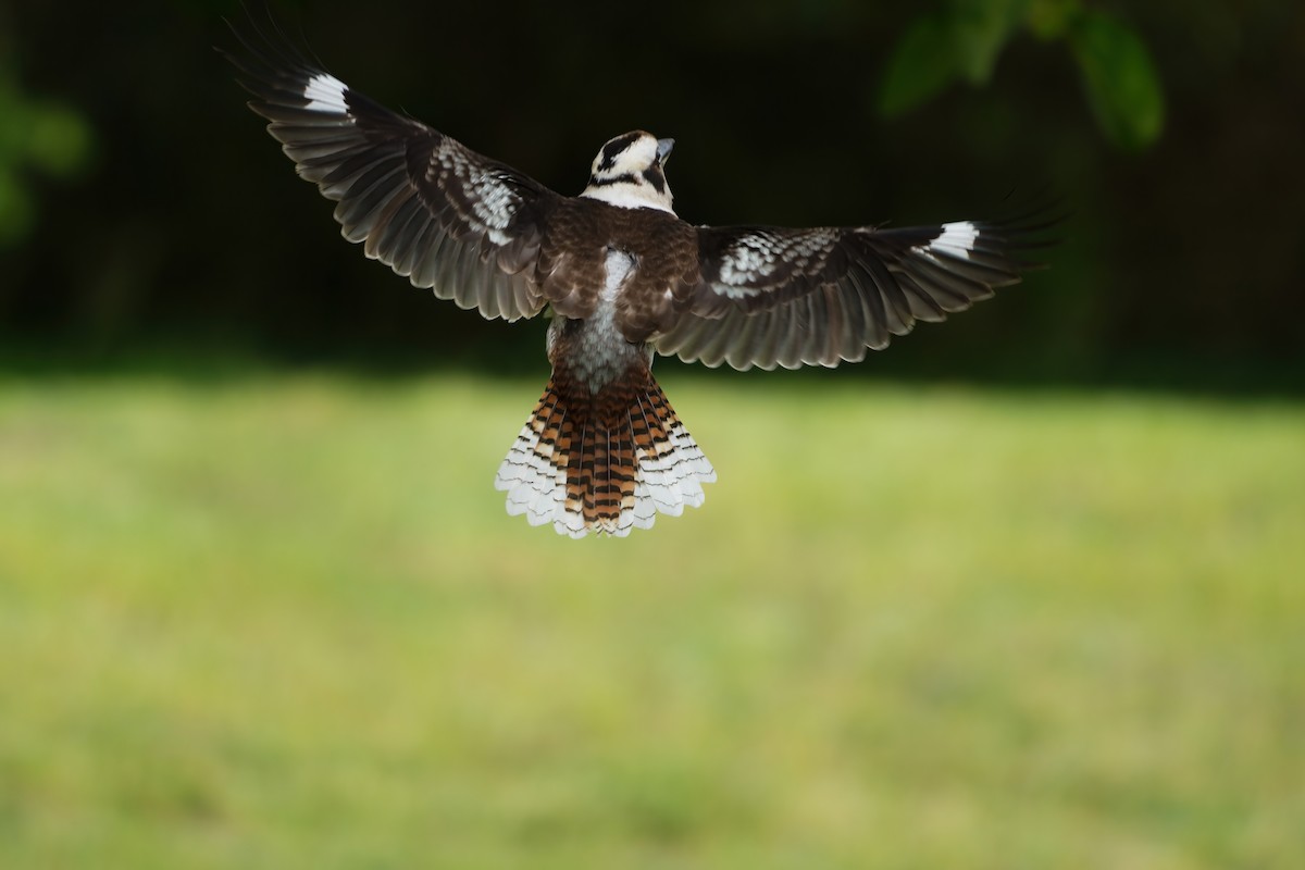 ワライカワセミ - ML646676768