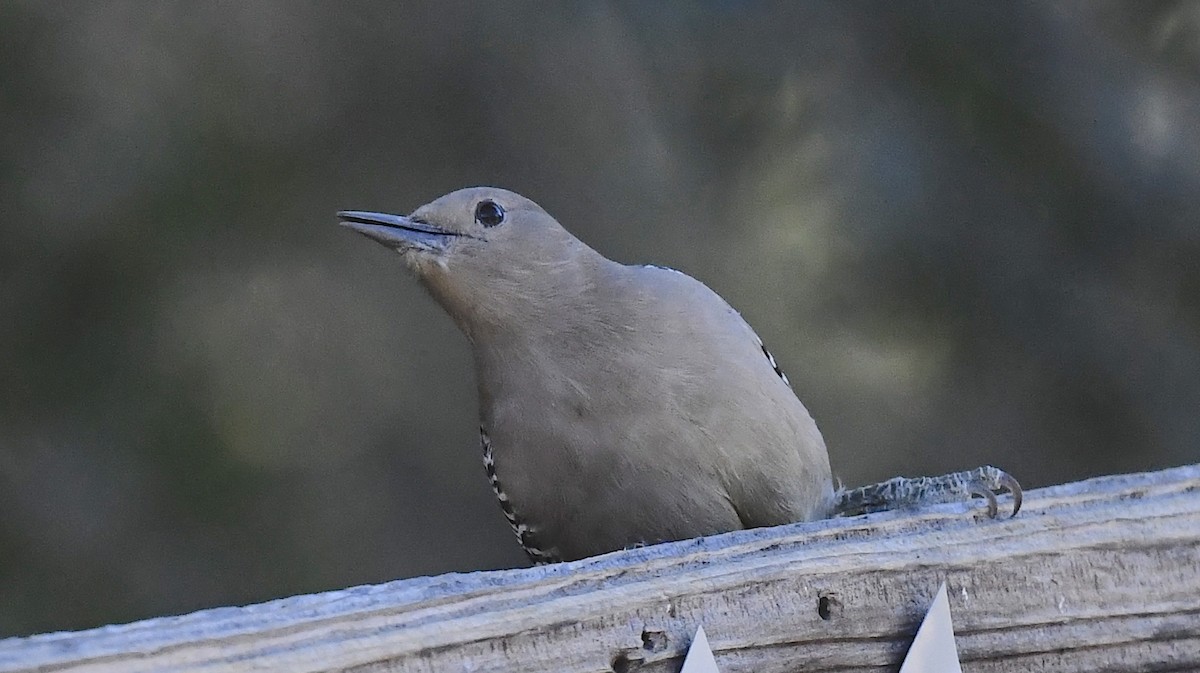 サバクシマセゲラ - ML646676769