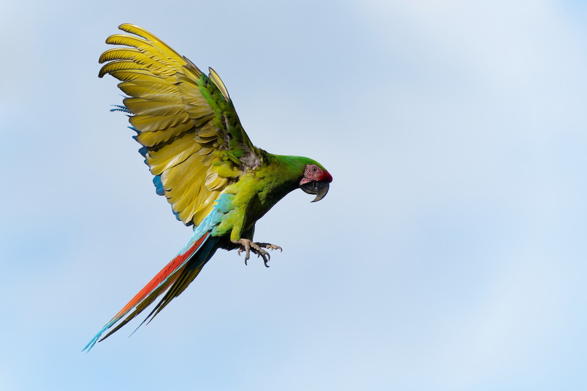 ミドリコンゴウインコ - ML646676770