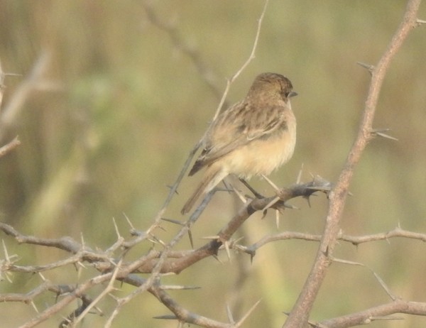 セッカ - ML646676771