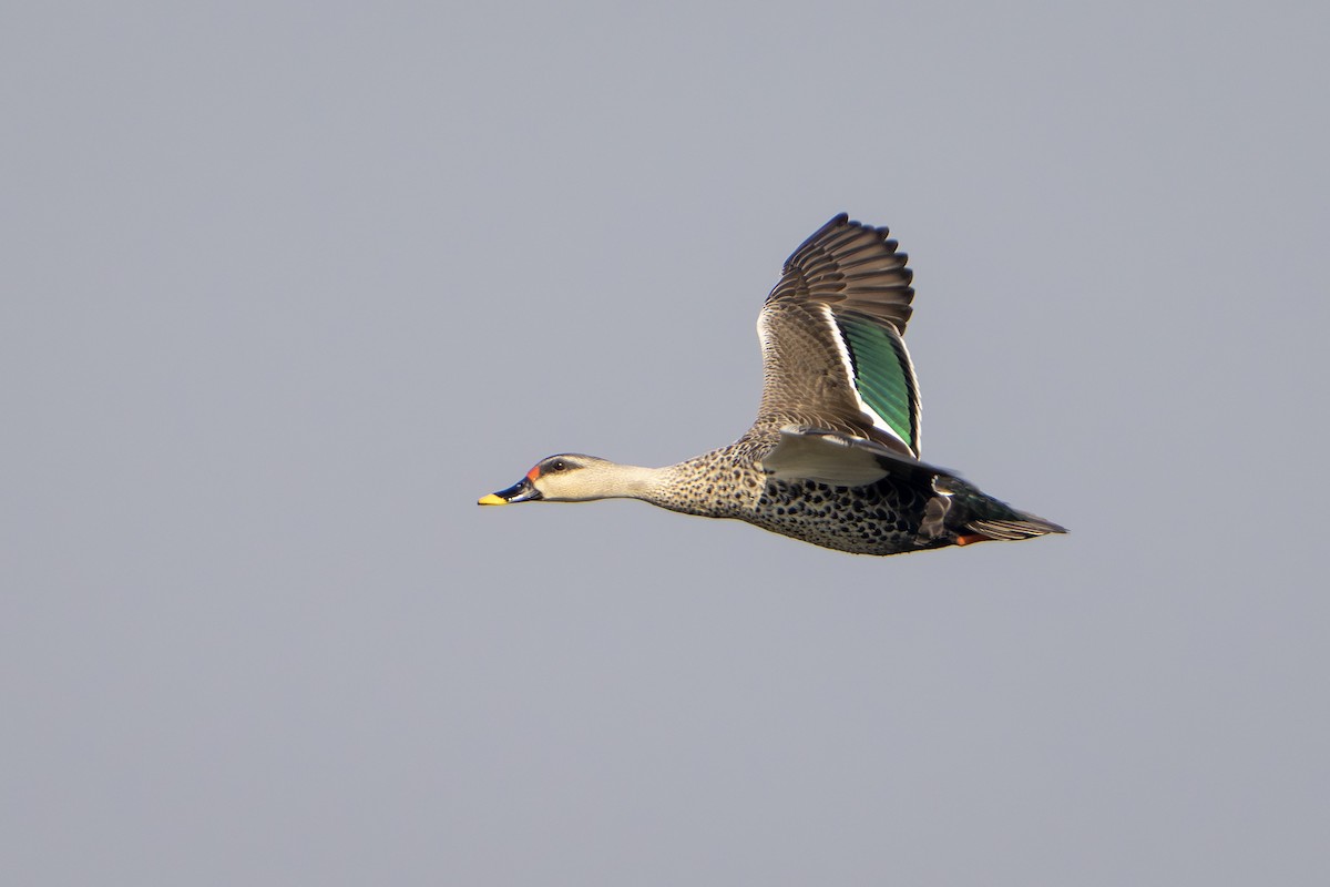 アカボシカルガモ - ML646676772