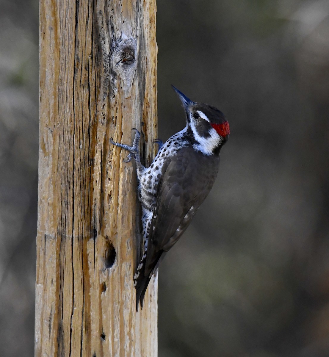 アリゾナアカゲラ - ML646676774