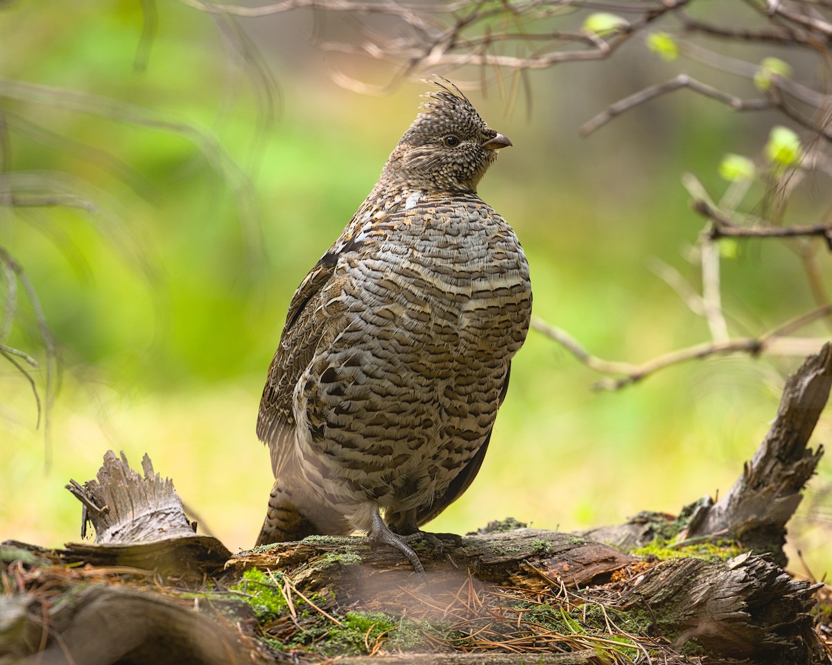 Ruffed Grouse - ML646676775