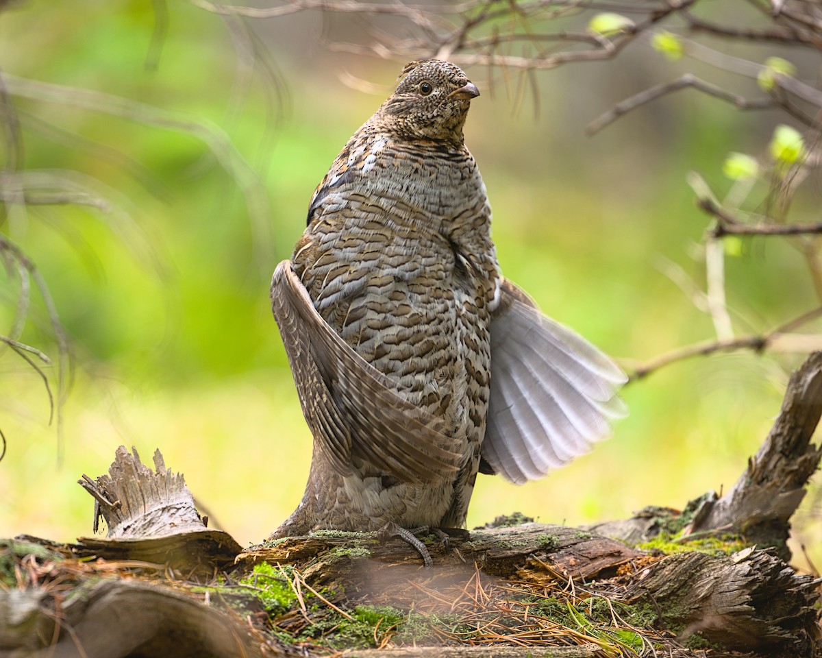 Ruffed Grouse - ML646676776