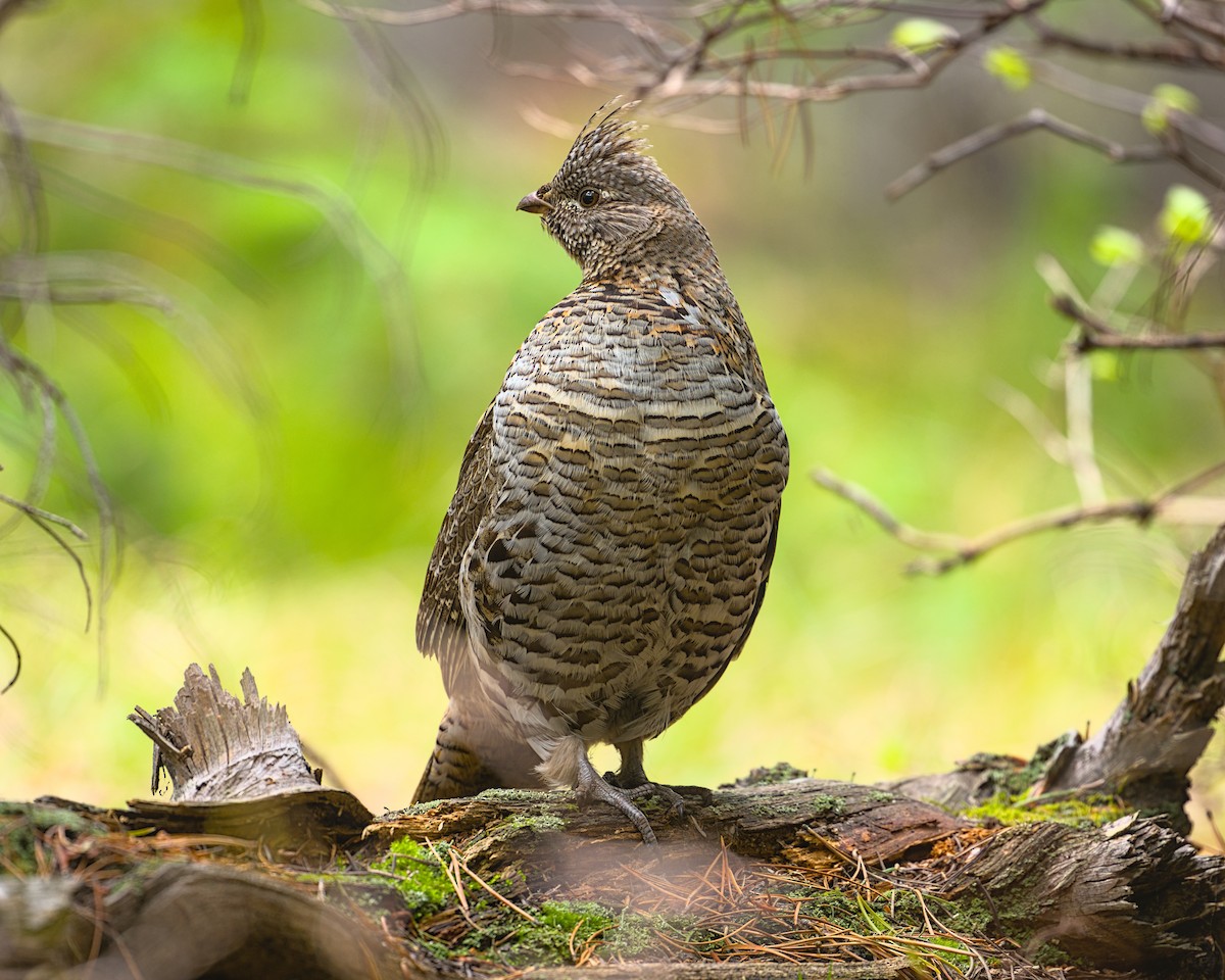 Ruffed Grouse - ML646676777