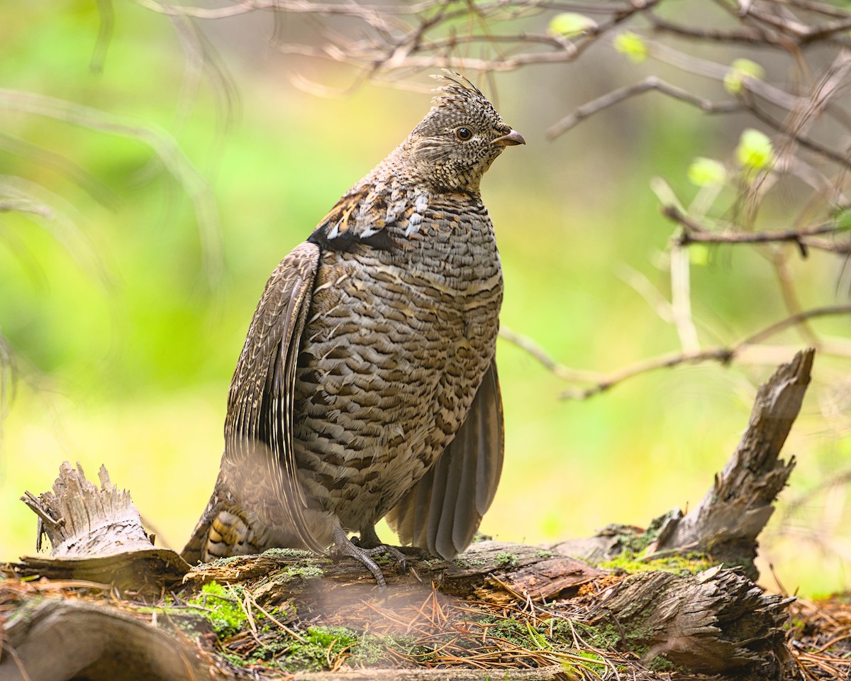 Ruffed Grouse - ML646676778