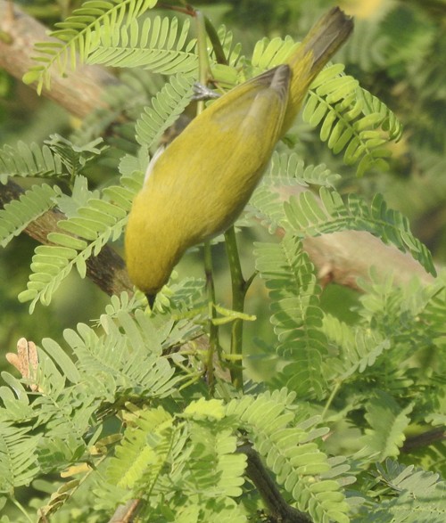 Восточная белоглазка - ML646676782