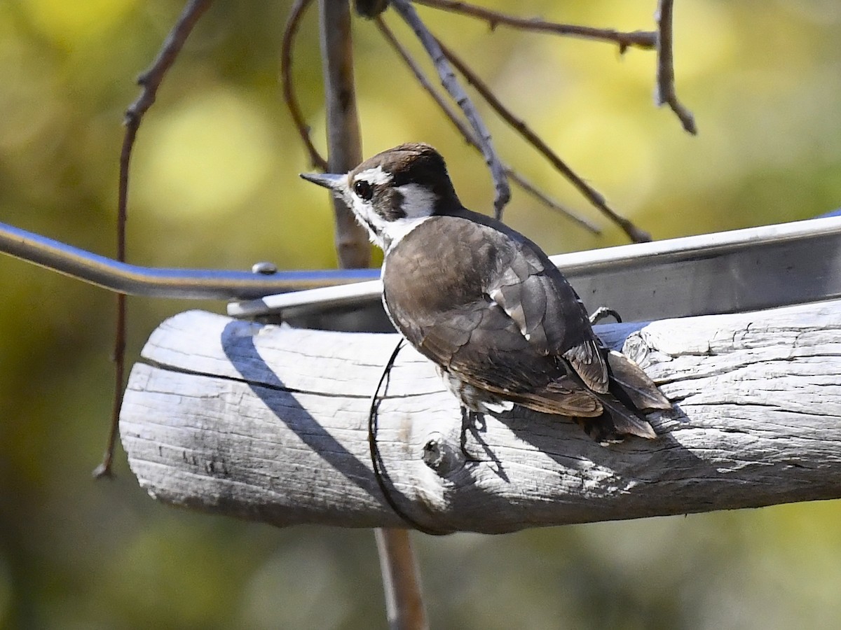 Arizona Woodpecker - ML646676784