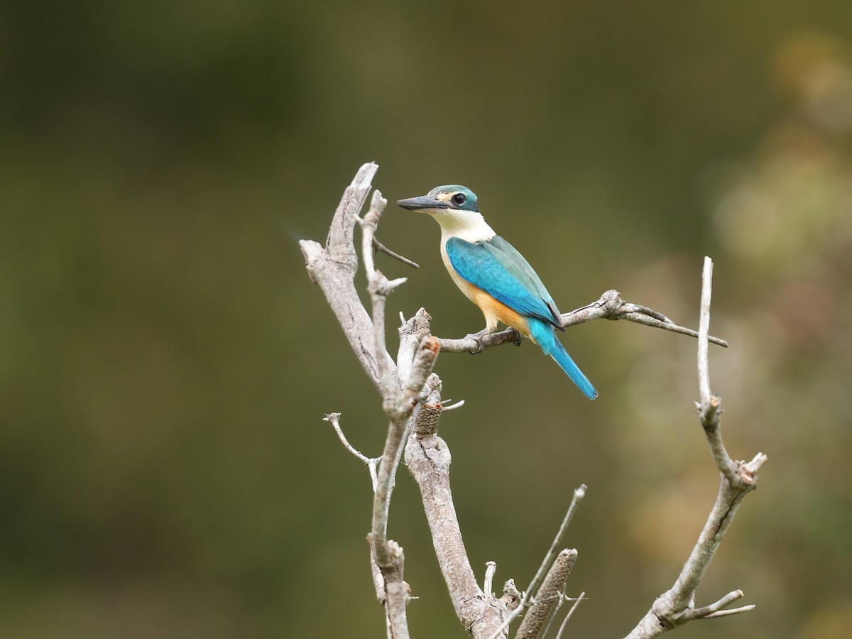 Sacred Kingfisher - ML646676785