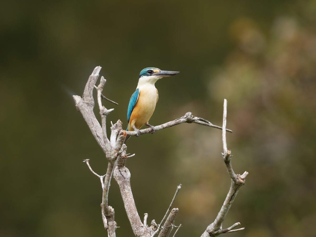 Sacred Kingfisher - ML646676786
