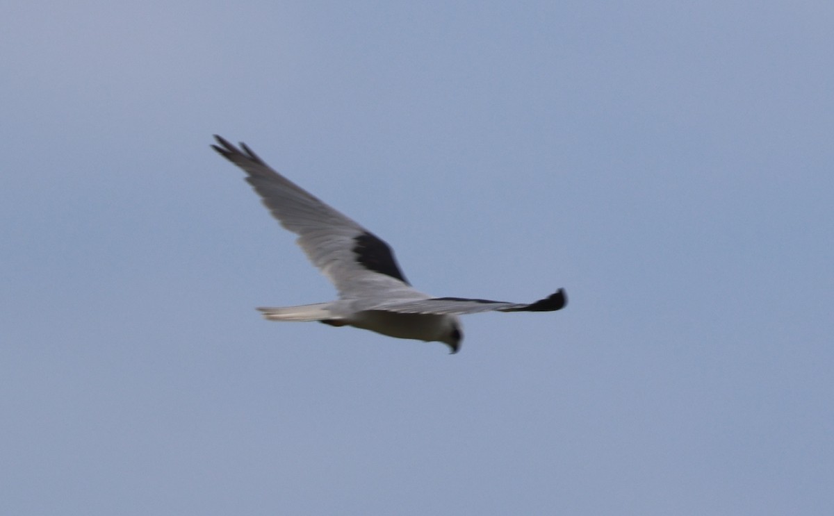 Black-shouldered Kite - ML646676791
