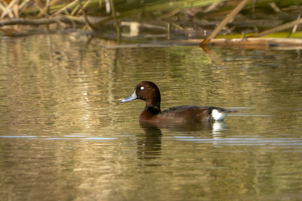 Murgilari arrea - ML646676793