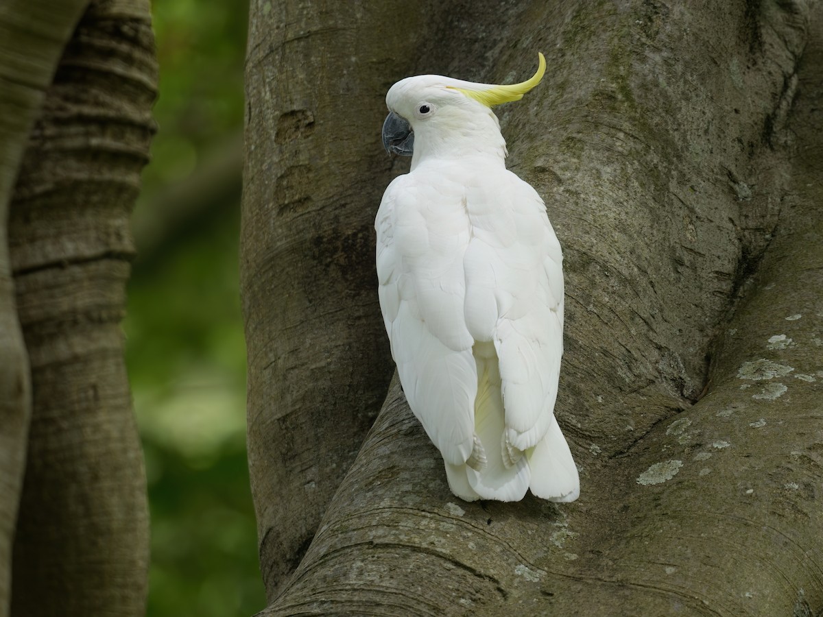 Cacatúa Galerita - ML646676799