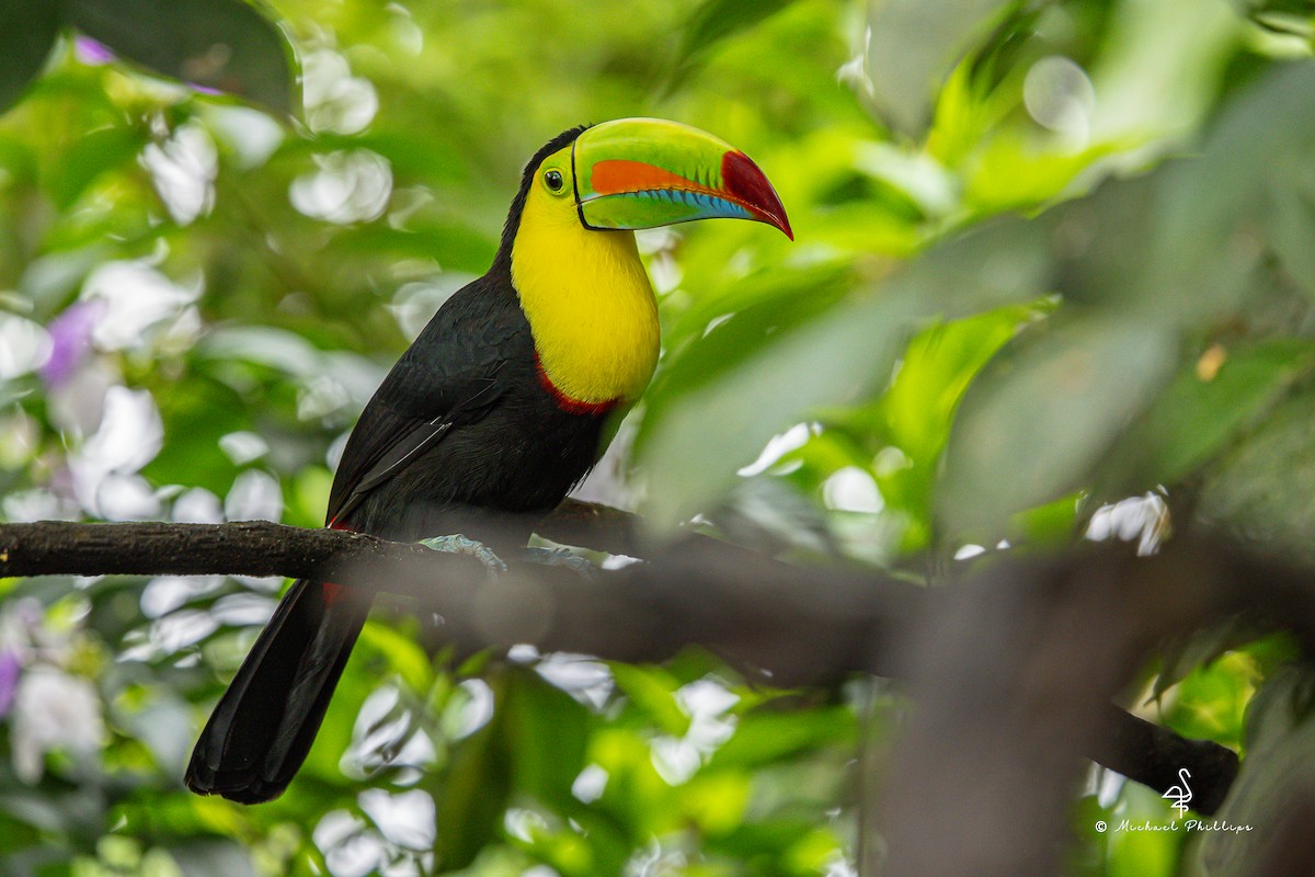 Fischertukan - ML646676801