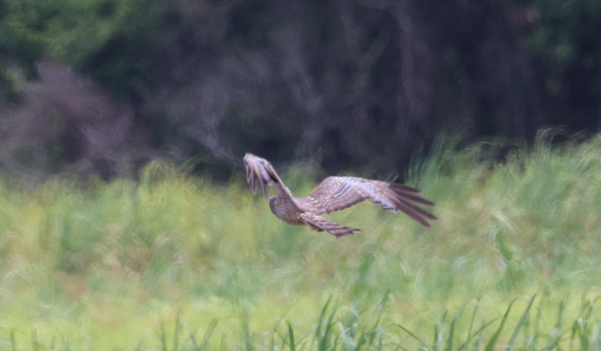 Spotted Harrier - ML646676802