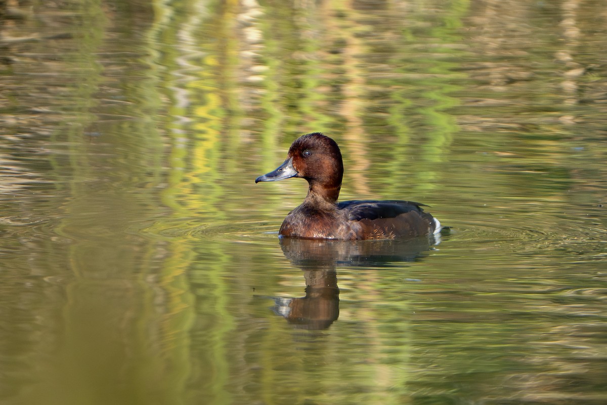 Murgilari arrea - ML646676805