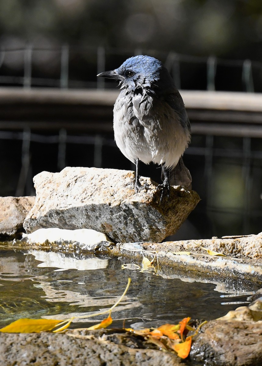Mexican Jay (Arizona) - ML646676806