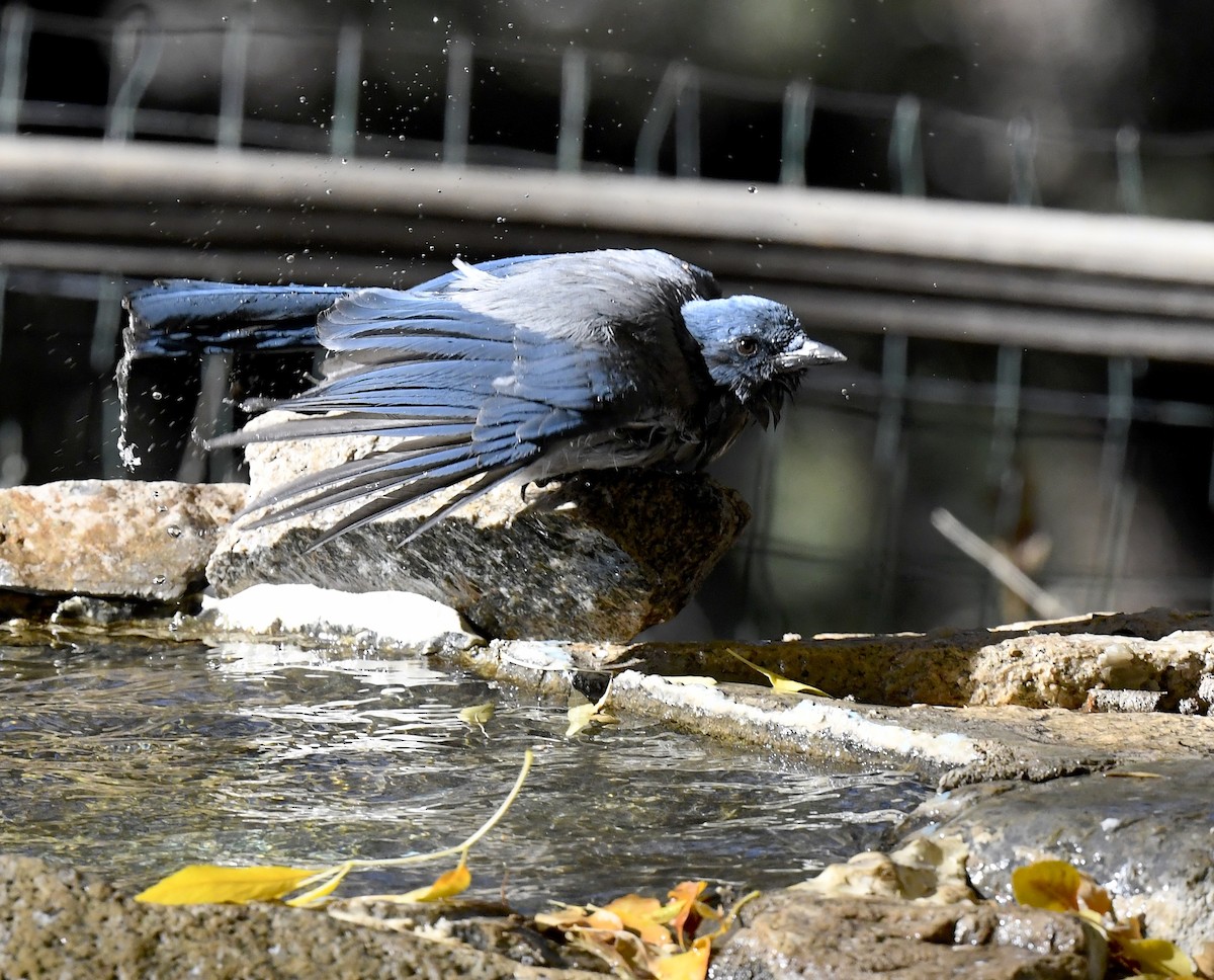 Mexican Jay (Arizona) - ML646676807