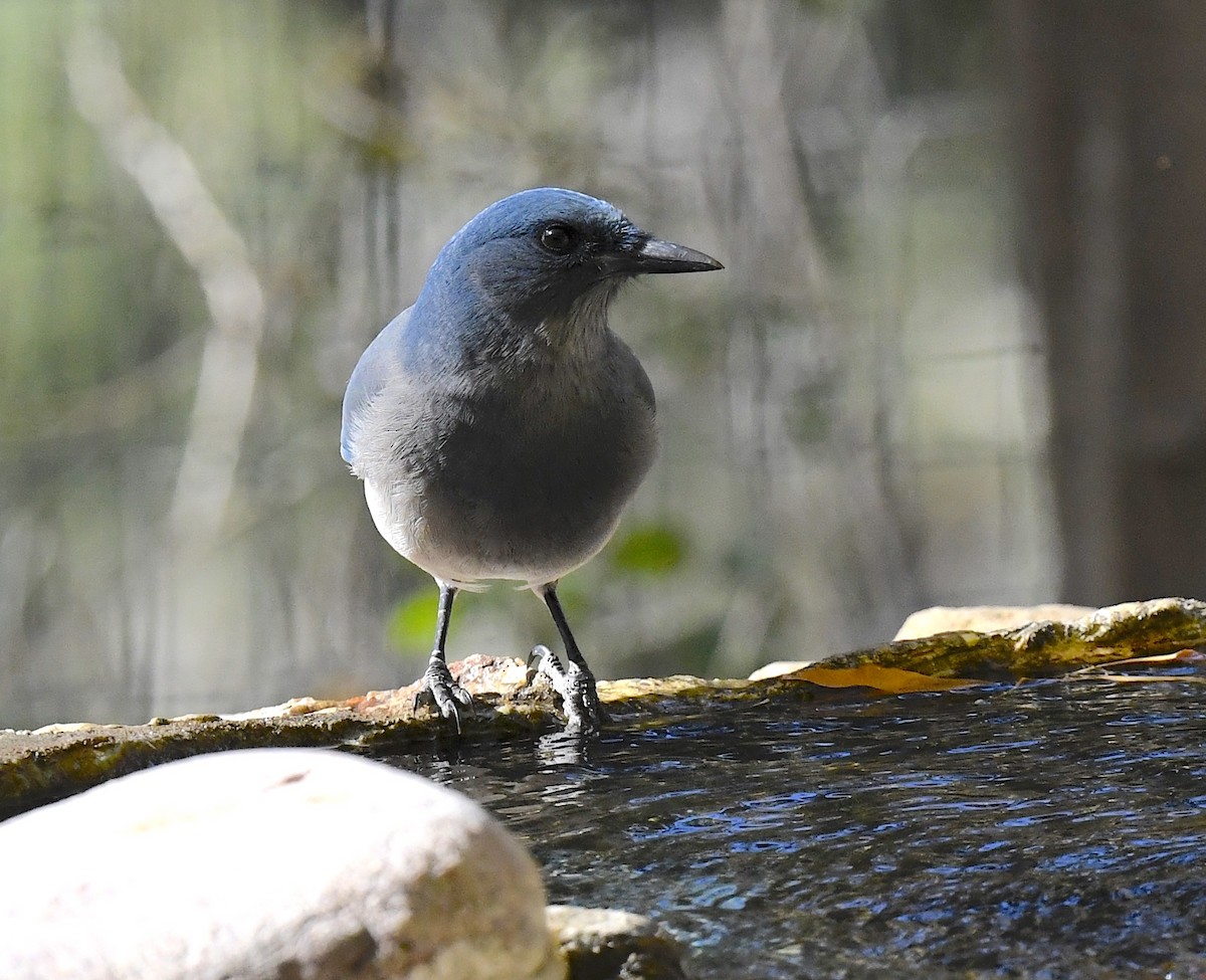 Mexican Jay (Arizona) - ML646676810