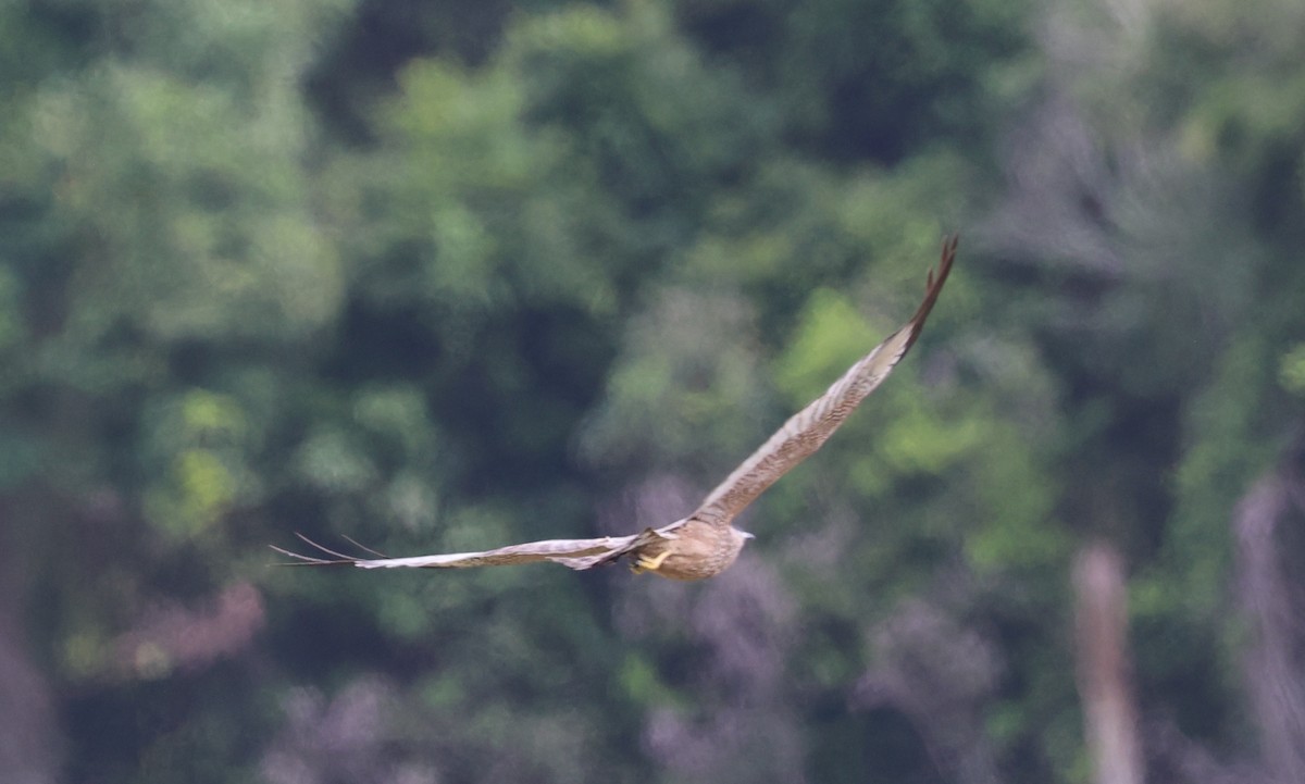 Spotted Harrier - ML646676812