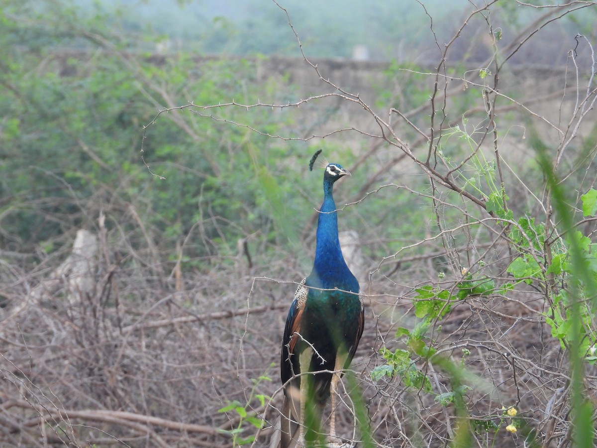 Indian Peafowl - ML646676813